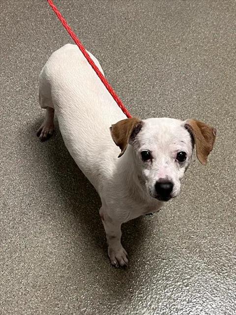 Shelter Stray Male Dog last seen TROPICANA AND JONES, 655 N Mojave Rd, Las Vegas, NV 89101, USA