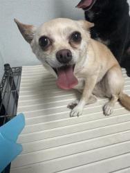 Shelter Stray Female Dog last seen Near BLOCK BETTY LN, WOFFORD HEIGHTS CA 93285, 3951 Fruitvale Ave, Bakersfield, CA 93308, USA