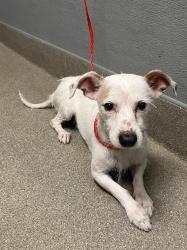 Shelter Stray Male Dog last seen TROPICANA AND JONES, 655 N Mojave Rd, Las Vegas, NV 89101, USA