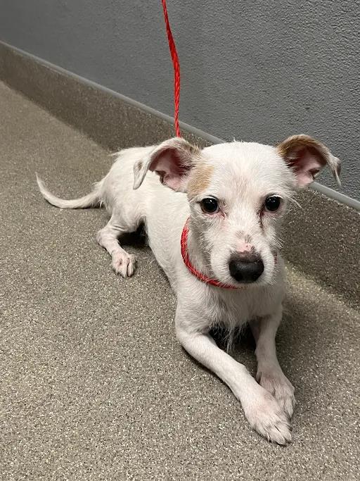 Shelter Stray Male Dog last seen TROPICANA AND JONES, 655 N Mojave Rd, Las Vegas, NV 89101, USA