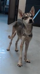 Shelter Stray Female Dog last seen Near BLOCK LONG VALLEY RD, SPRING LAKE NC 28390, 4704 Corporation Dr, Fayetteville, NC 28306, USA