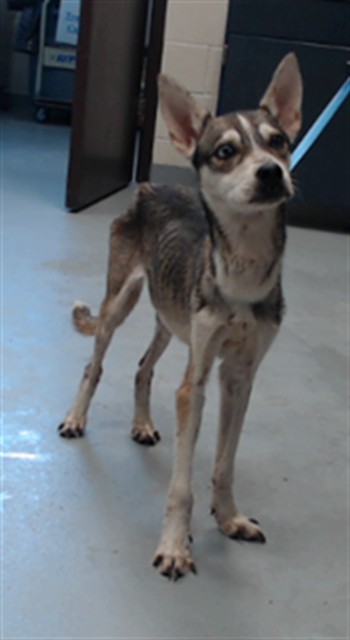 Shelter Stray Female Dog last seen Near BLOCK LONG VALLEY RD, SPRING LAKE NC 28390, 4704 Corporation Dr, Fayetteville, NC 28306, USA