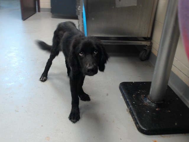 Shelter Stray Female Dog last seen Near BLOCK LONG VALLEY RD, SPRING LAKE NC 28390, 4704 Corporation Dr, Fayetteville, NC 28306, USA