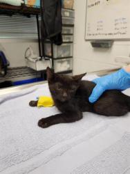 Shelter Stray Female Cat last seen COAL/BROADWAY, 8920 Lomas Blvd NE, Albuquerque, NM 87112, USA