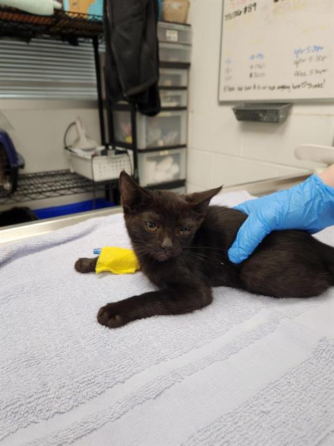Shelter Stray Female Cat last seen COAL/BROADWAY, 8920 Lomas Blvd NE, Albuquerque, NM 87112, USA