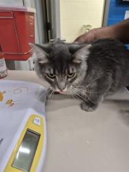 Shelter Stray Female Cat last seen OFALLON, 4850 Mid Rivers Mall Dr, St Peters, MO 63376, USA