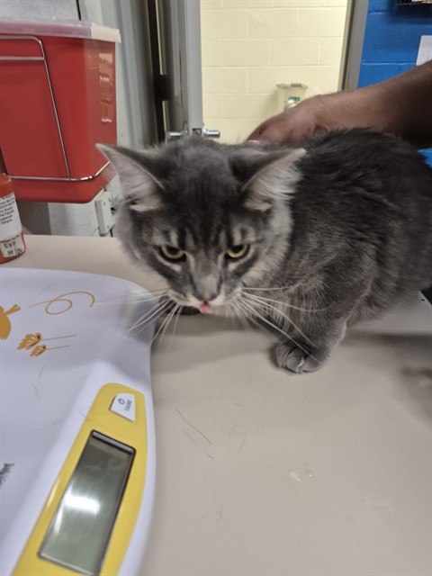 Shelter Stray Female Cat last seen OFALLON, 4850 Mid Rivers Mall Dr, St Peters, MO 63376, USA