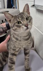 Shelter Stray Male Cat last seen OFALLON, 4850 Mid Rivers Mall Dr, St Peters, MO 63376, USA