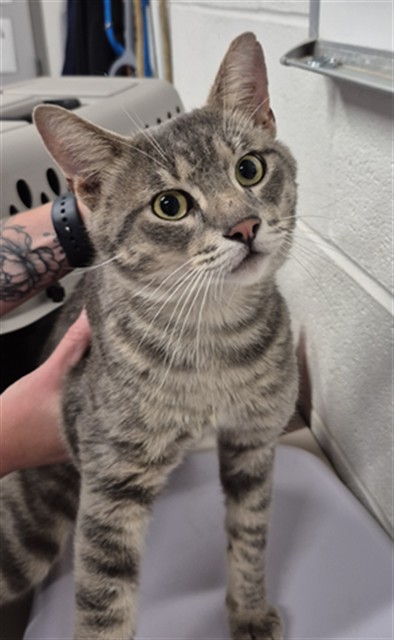 Shelter Stray Male Cat last seen OFALLON, 4850 Mid Rivers Mall Dr, St Peters, MO 63376, USA