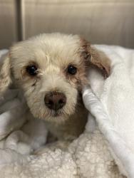 Shelter Stray Male Dog last seen Near BLOCK ORANGE GROVE AVE, HEMET, CA, 581 S Grand Ave, San Jacinto, CA 92582, USA