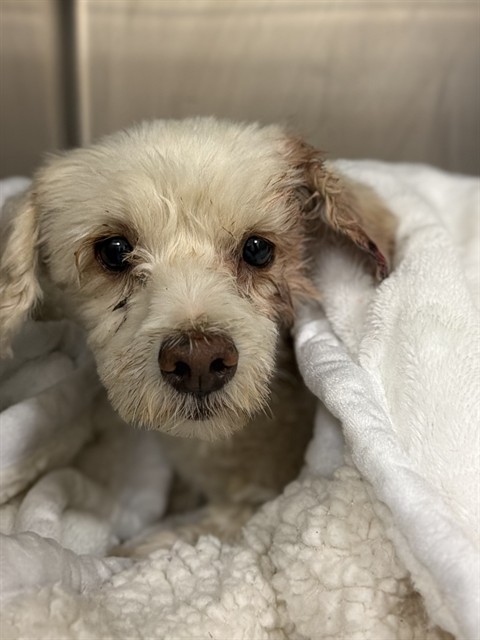 Shelter Stray Male Dog last seen Near BLOCK ORANGE GROVE AVE, HEMET, CA, 581 S Grand Ave, San Jacinto, CA 92582, USA