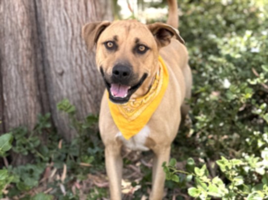 Shelter Stray Male Dog last seen , 957 N Gaffey St, San Pedro, CA 90731, USA