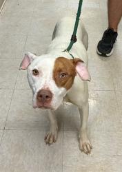Shelter Stray Female Dog last seen ELBRING DR,63135, 10521 Baur Blvd, Olivette, MO 63132, USA