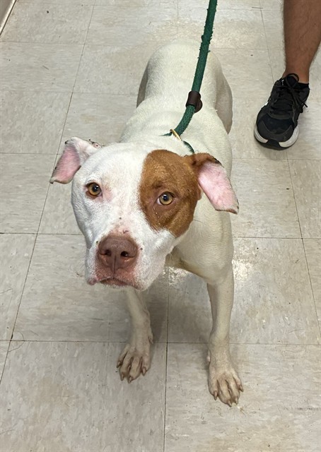 Shelter Stray Female Dog last seen ELBRING DR,63135, 10521 Baur Blvd, Olivette, MO 63132, USA