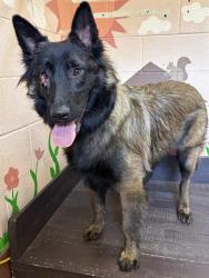 Shelter Stray Male Dog last seen , 31044 Charlie Canyon Rd, Castaic, CA 91384, USA