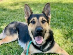 Shelter Stray Male Dog last seen , 957 N Gaffey St, San Pedro, CA 90731, USA