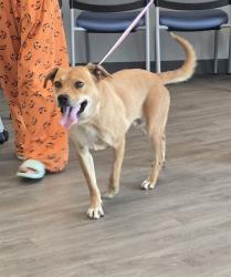 Shelter Stray Female Dog last seen MICHELSON DR/CULVER DR, 92612, 6443 Oak Canyon, Irvine, CA 92618, USA
