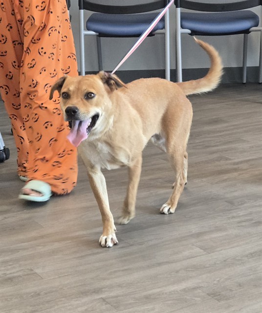 Shelter Stray Female Dog last seen MICHELSON DR/CULVER DR, 92612, 6443 Oak Canyon, Irvine, CA 92618, USA