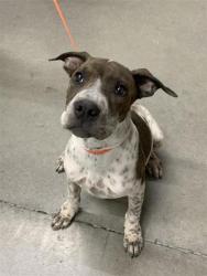 Shelter Stray Male Dog last seen Near BLOCK E CALIFORNIA AVE, FRESNO CA 93706 3602, 5277 E Airways Blvd, Fresno, CA 93727, USA