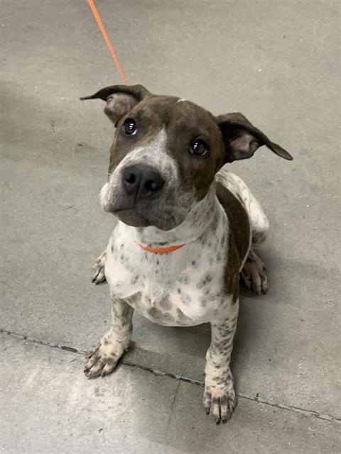 Shelter Stray Male Dog last seen Near BLOCK E CALIFORNIA AVE, FRESNO CA 93706 3602, 5277 E Airways Blvd, Fresno, CA 93727, USA