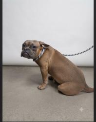 Shelter Stray Female Dog last seen , 957 N Gaffey St, San Pedro, CA 90731, USA