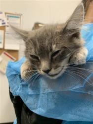 Shelter Stray Female Cat last seen Near BLOCK N CEDAR AVE, FRESNO CA 93703 4380, 5277 E Airways Blvd, Fresno, CA 93727, USA