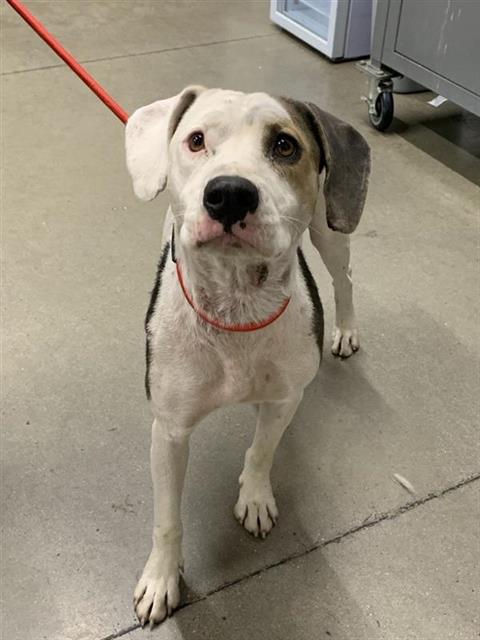 Shelter Stray Female Dog last seen Near BLOCK E ASHLAN AVE, FRESNO CA 93726 2019, 5277 E Airways Blvd, Fresno, CA 93727, USA
