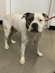Shelter Stray Male Dog last seen Near BLOCK E ASHLAN AVE, FRESNO CA 93726 2019, 5277 E Airways Blvd, Fresno, CA 93727, USA