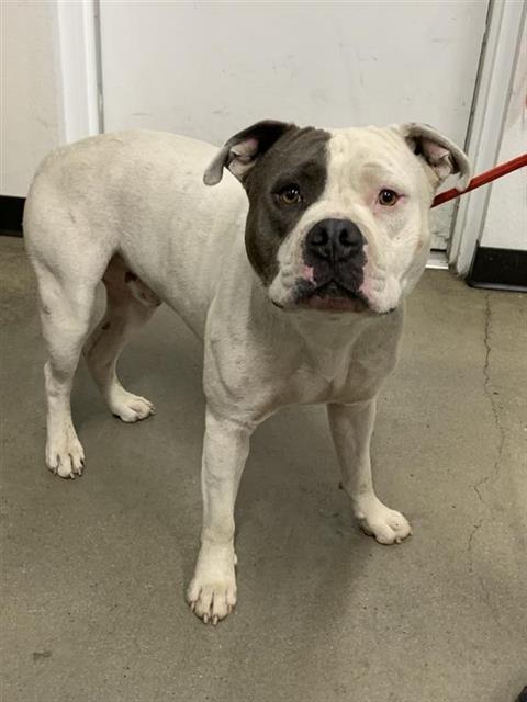 Shelter Stray Male Dog last seen Near BLOCK E ASHLAN AVE, FRESNO CA 93726 2019, 5277 E Airways Blvd, Fresno, CA 93727, USA