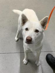 Shelter Stray Female Dog last seen Near BLOCK E SHIELDS AVE, FRESNO CA 93726 7121, 5277 E Airways Blvd, Fresno, CA 93727, USA