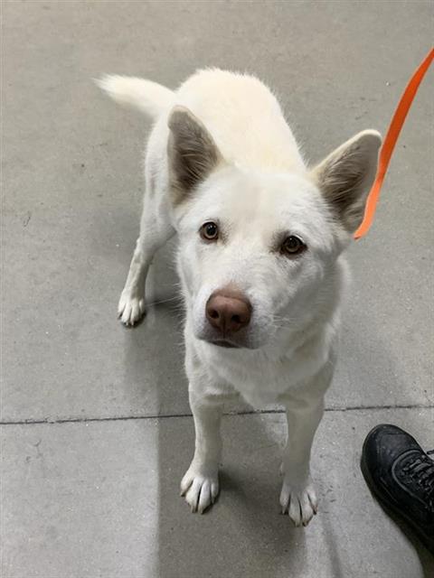 Shelter Stray Female Dog last seen Near BLOCK E SHIELDS AVE, FRESNO CA 93726 7121, 5277 E Airways Blvd, Fresno, CA 93727, USA