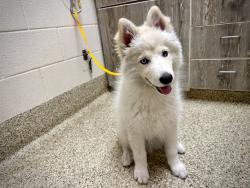 Shelter Stray Male Dog last seen Near BLOCK BERYL DR, PEYTON CO 80831, 610 Abbot Ln, Colorado Springs, CO 80905, USA