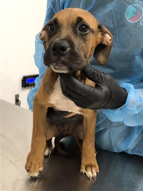 Shelter Stray Female Dog last seen Near BLOCK S CEDAR AVE, FRESNO CA 93702 2969, 5277 E Airways Blvd, Fresno, CA 93727, USA