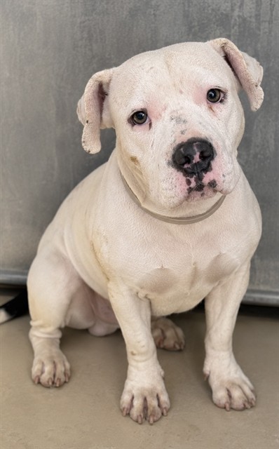 Shelter Stray Female Dog last seen , 5210 W Ave I, Lancaster, CA 93536, USA