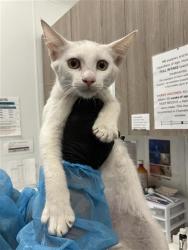 Shelter Stray Male Cat last seen Near BLOCK E SAGINAW WAY, FRESNO CA 93726 4422, 5277 E Airways Blvd, Fresno, CA 93727, USA