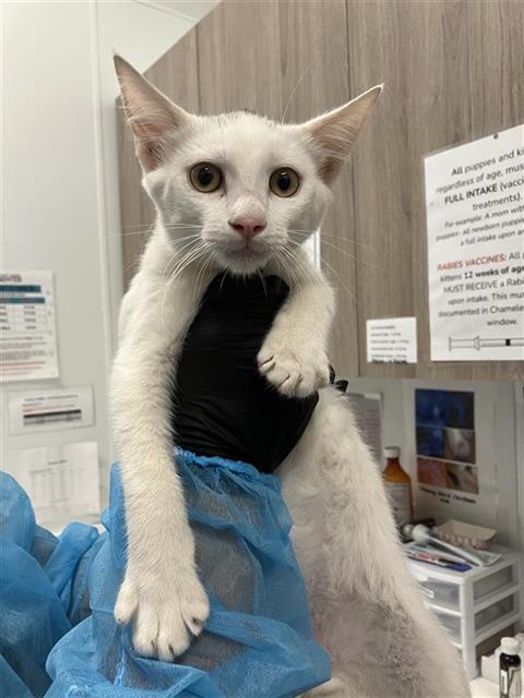Shelter Stray Male Cat last seen Near BLOCK E SAGINAW WAY, FRESNO CA 93726 4422, 5277 E Airways Blvd, Fresno, CA 93727, USA