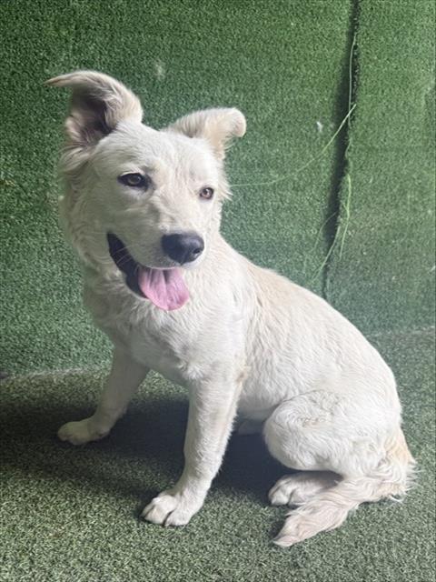 Shelter Stray Female Dog last seen , 5210 W Ave I, Lancaster, CA 93536, USA
