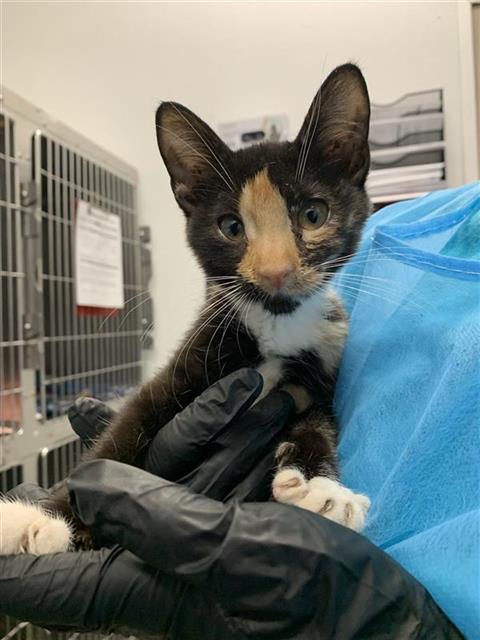 Shelter Stray Female Cat last seen Near BLOCK S SECOND ST, FRESNO CA 93706 5449, 5277 E Airways Blvd, Fresno, CA 93727, USA