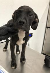 Shelter Stray Female Dog last seen Near BLOCK S CEDAR AVE, FRESNO CA 93702 2969, 5277 E Airways Blvd, Fresno, CA 93727, USA