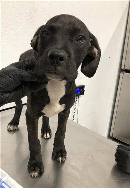 Shelter Stray Female Dog last seen Near BLOCK S CEDAR AVE, FRESNO CA 93702 2969, 5277 E Airways Blvd, Fresno, CA 93727, USA