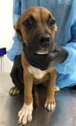 Shelter Stray Female Dog last seen Near BLOCK S CEDAR AVE, FRESNO CA 93702 2969, 5277 E Airways Blvd, Fresno, CA 93727, USA