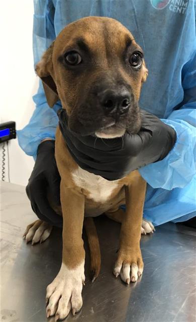 Shelter Stray Female Dog last seen Near BLOCK S CEDAR AVE, FRESNO CA 93702 2969, 5277 E Airways Blvd, Fresno, CA 93727, USA
