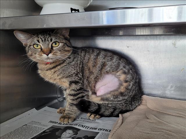 Shelter Stray Female Cat last seen , 11361 W Pico Blvd, Los Angeles, CA 90064, USA