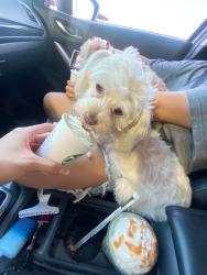 Lost Female Dog last seen Westpark look south and 260th ln, Phoenix, AZ 85353