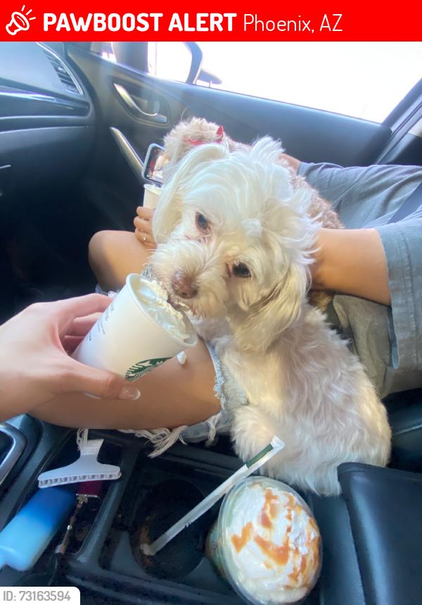 Lost Female Dog last seen Westpark look south and 260th ln, Phoenix, AZ 85353