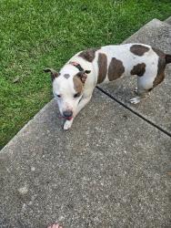 Found/Stray Female Dog last seen Found on cavern road off old springville near penny brook chapel, Trussville, AL 35048