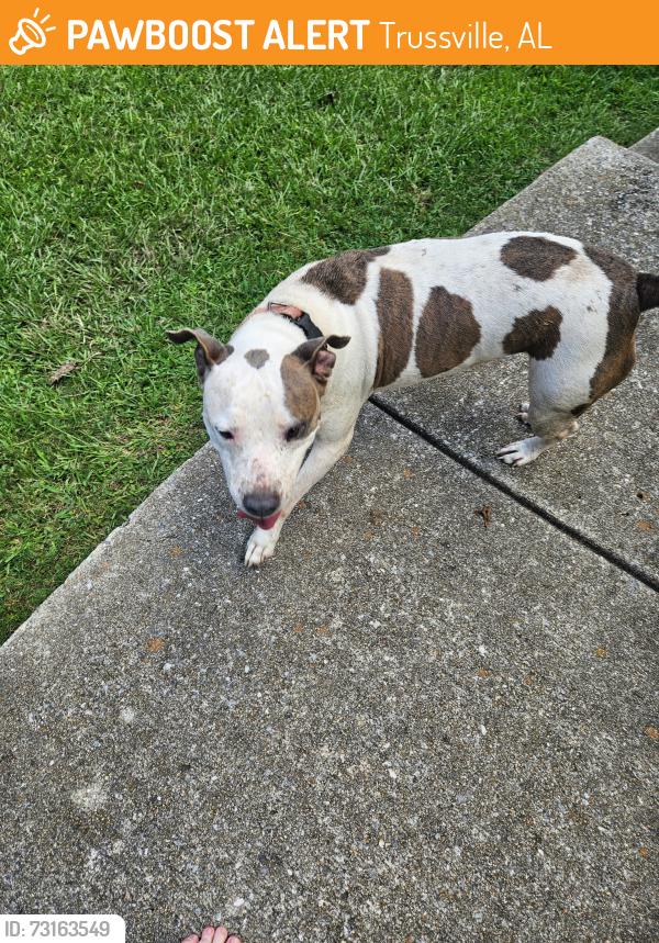 Found/Stray Female Dog last seen Found on cavern road off old springville near penny brook chapel, Trussville, AL 35048