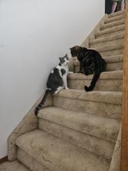 Lost Male Cat last seen Henderson hwy, Narol, MB R1C 0B7