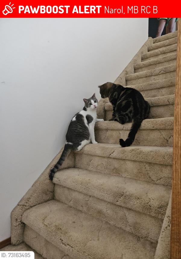 Lost Male Cat last seen Henderson hwy, Narol, MB R1C 0B7