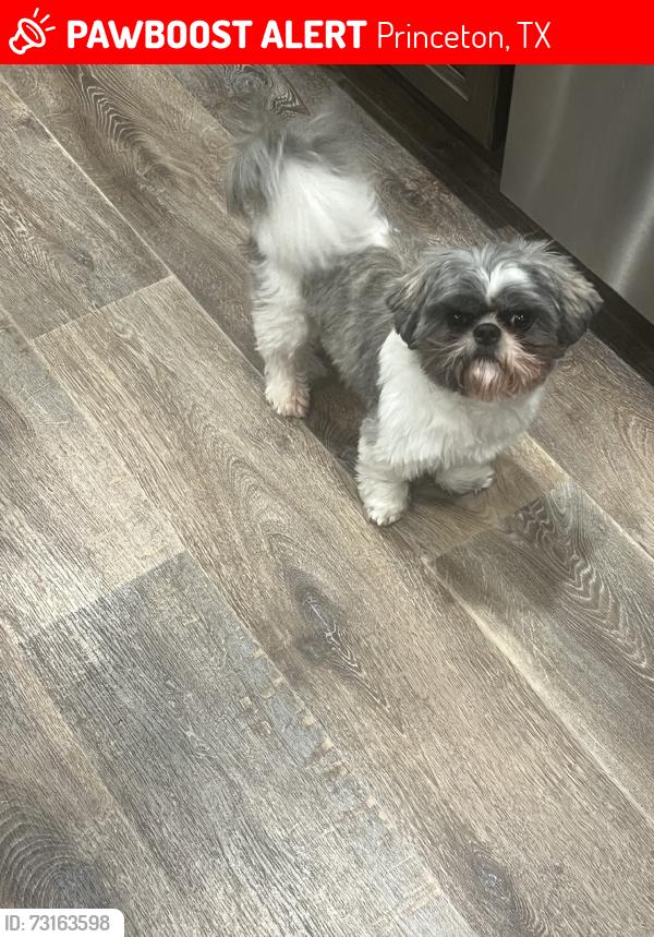 Lost Male Dog last seen washington rd, Princeton, TX 75407